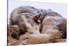 Sled Dog Sleeping after the Iditarod-Paul Souders-Stretched Canvas