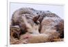 Sled Dog Sleeping after the Iditarod-Paul Souders-Framed Photographic Print