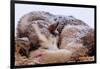 Sled Dog Sleeping after the Iditarod-Paul Souders-Framed Photographic Print