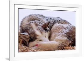 Sled Dog Sleeping after the Iditarod-Paul Souders-Framed Photographic Print