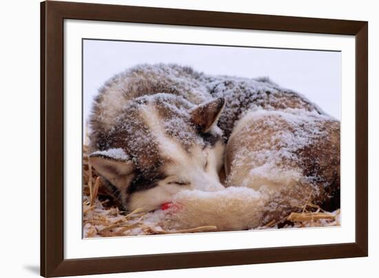 Sled Dog Sleeping after the Iditarod-Paul Souders-Framed Photographic Print