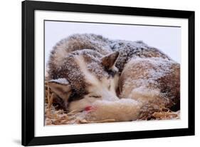 Sled Dog Sleeping after the Iditarod-Paul Souders-Framed Photographic Print