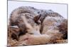 Sled Dog Sleeping after the Iditarod-Paul Souders-Mounted Photographic Print
