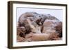 Sled Dog Sleeping after the Iditarod-Paul Souders-Framed Photographic Print