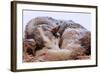 Sled Dog Sleeping after the Iditarod-Paul Souders-Framed Photographic Print