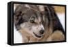 Sled Dog Snarling-Paul Souders-Framed Stretched Canvas