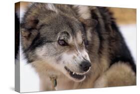 Sled Dog Snarling-Paul Souders-Stretched Canvas