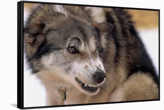 Sled Dog Snarling-Paul Souders-Framed Stretched Canvas