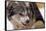 Sled Dog Snarling-Paul Souders-Framed Stretched Canvas