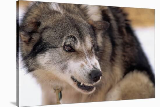 Sled Dog Snarling-Paul Souders-Stretched Canvas