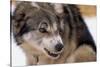 Sled Dog Snarling-Paul Souders-Stretched Canvas