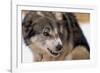 Sled Dog Snarling-Paul Souders-Framed Photographic Print