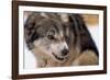 Sled Dog Snarling-Paul Souders-Framed Photographic Print