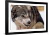 Sled Dog Snarling-Paul Souders-Framed Photographic Print