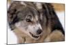 Sled Dog Snarling-Paul Souders-Mounted Photographic Print