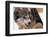 Sled Dog Snarling-Paul Souders-Framed Photographic Print