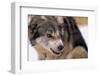 Sled Dog Snarling-Paul Souders-Framed Photographic Print