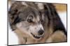 Sled Dog Snarling-Paul Souders-Mounted Photographic Print