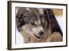 Sled Dog Snarling-Paul Souders-Framed Photographic Print