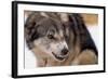 Sled Dog Snarling-Paul Souders-Framed Photographic Print