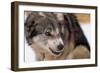 Sled Dog Snarling-Paul Souders-Framed Photographic Print