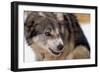 Sled Dog Snarling-Paul Souders-Framed Photographic Print