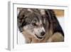 Sled Dog Snarling-Paul Souders-Framed Photographic Print