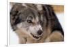 Sled Dog Snarling-Paul Souders-Framed Photographic Print