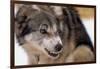 Sled Dog Snarling-Paul Souders-Framed Photographic Print