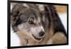 Sled Dog Snarling-Paul Souders-Framed Photographic Print