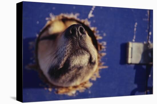 Sled Dog Sticking Head Through Hole-null-Stretched Canvas