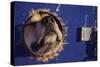 Sled Dog Sticking Head Through Hole-null-Stretched Canvas