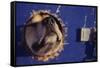 Sled Dog Sticking Head Through Hole-null-Framed Stretched Canvas