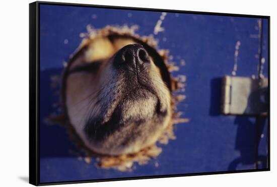 Sled Dog Sticking Head Through Hole-null-Framed Stretched Canvas