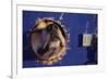 Sled Dog Sticking Head Through Hole-null-Framed Photographic Print