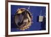 Sled Dog Sticking Head Through Hole-null-Framed Photographic Print