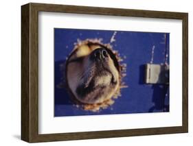 Sled Dog Sticking Head Through Hole-null-Framed Photographic Print