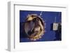 Sled Dog Sticking Head Through Hole-null-Framed Photographic Print