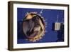 Sled Dog Sticking Head Through Hole-null-Framed Photographic Print