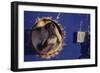 Sled Dog Sticking Head Through Hole-null-Framed Photographic Print