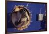 Sled Dog Sticking Head Through Hole-null-Framed Photographic Print