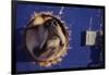 Sled Dog Sticking Head Through Hole-null-Framed Photographic Print