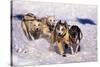 Sled Dog Team-Paul Souders-Stretched Canvas