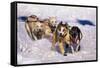 Sled Dog Team-Paul Souders-Framed Stretched Canvas