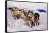 Sled Dog Team-Paul Souders-Framed Stretched Canvas