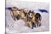 Sled Dog Team-Paul Souders-Stretched Canvas