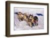 Sled Dog Team-Paul Souders-Framed Premium Photographic Print