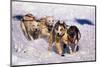 Sled Dog Team-Paul Souders-Mounted Premium Photographic Print