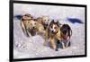 Sled Dog Team-Paul Souders-Framed Photographic Print