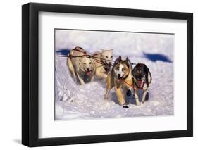 Sled Dog Team-Paul Souders-Framed Photographic Print